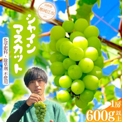 ふるさと納税 寒河江市 [厳選の1房]こだわりの シャインマスカット 600g以上 山形県産 9月中旬〜10月中旬順次発送