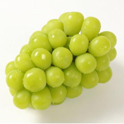 ふるさと納税 寒河江市 【厳選の1房】こだわりの シャインマスカット 600g以上 山形県産 9月中旬〜10月中旬順次発送_3