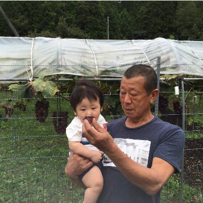 ふるさと納税 亀岡市 【先行予約】大粒の種なし葡萄 ピオーネ1房(700g前後)※2027年8月中旬頃より順次発送 |  | 02