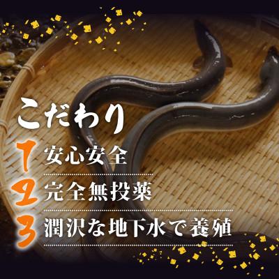 ふるさと納税 須崎市 高知県産 大サイズうなぎ蒲焼き220g 10尾セット_3