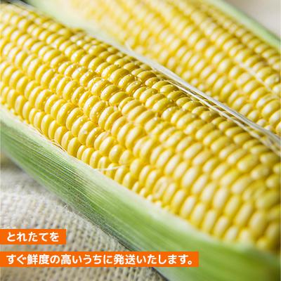 ふるさと納税 旭川市 2027年先行受付【採れたて!フルーティーな甘さ】北海道産大粒果肉ゴールドラッシュ12本_00408 |  | 03