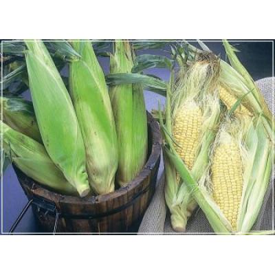 ふるさと納税 旭川市 朝採りとうもろこしゴールドラッシュL〜2L×15本_01707