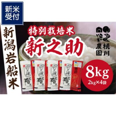 ふるさと納税 村上市 [新米受付・令和8年産米][精米即日発送]村上市桃川産 特別栽培米 新之助8kg