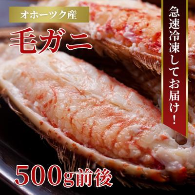 ふるさと納税 旭川市 北海道産 毛ガニ 1尾 500g前後_01191