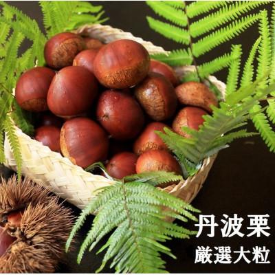 ふるさと納税 亀岡市 [先行受付]期間限定 丹波栗 厳選大粒 1.2kg<丹波四季菜料理 宮本屋>
