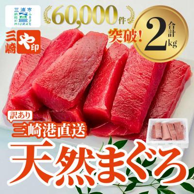 ふるさと納税 三浦市 [訳あり]三崎港直送! これを選べば間違いなし!業務用 三崎の天然マグロ2kg