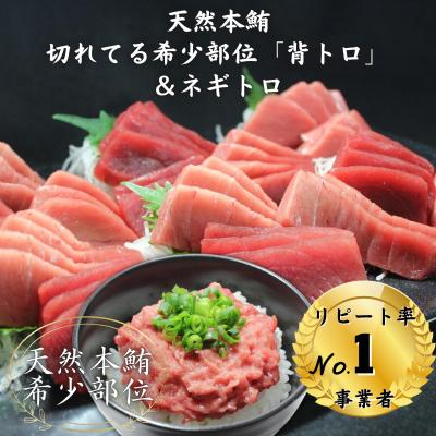 ふるさと納税 三浦市 天然本鮪背トロ切れてるお刺身4P+本鮪のネギトロ2P