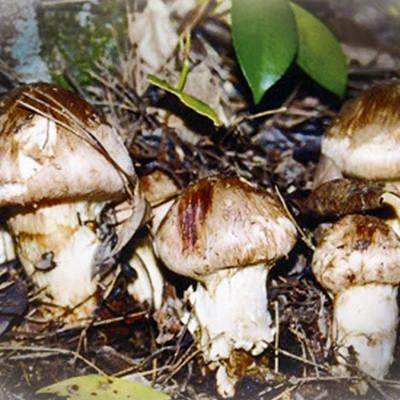 ふるさと納税 亀岡市 【先行受付】数量限定 丹波松茸(篭入り)特選上物＜丹波四季菜料理 宮本屋＞ |  | 01