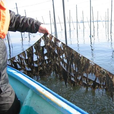 ふるさと納税 船橋市 【訳あり・こだわり】江戸前 石焼のり 三番瀬産