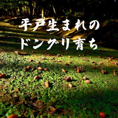 ふるさと納税 佐世保市 Newジビエ平戸いのししロース肉・肩ロース肉・モモ肉食べ比べセットしゃぶしゃぶ・すき焼き・ぼたん鍋用 |  | 03