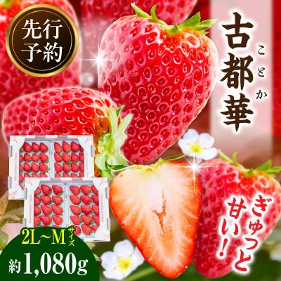 ふるさと納税 生駒市 [2026年4月〜5月順次発送]高級いちご「古都華」4パック(小さいサイズ)