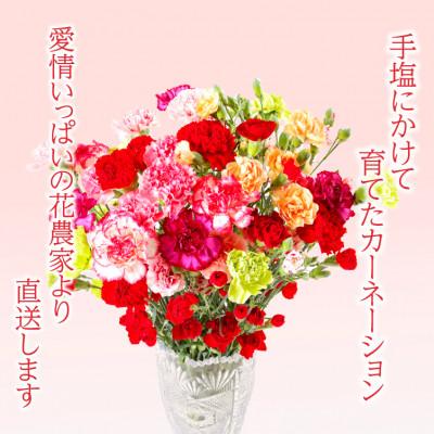 ふるさと納税 佐世保市 鮮度が自慢!産地直送 高級 草丈65cm カーネーション切り花 50本