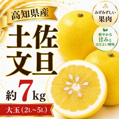 ふるさと納税 土佐市 土佐文旦 (ぶんたん) (大玉:2L〜5L混合) 家庭用 約7kg 贈答用にも