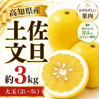 ふるさと納税 土佐市 土佐文旦(ぶんたん) (大玉:2L〜5L混合) 家庭用 約3kg 贈答用にもおすすめ