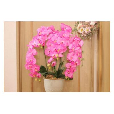 ふるさと納税 北上市 [空気をキレイにする]胡蝶蘭5本立て 器付き(ピンク)