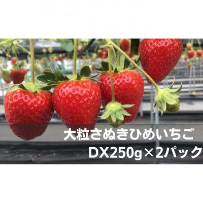ふるさと納税 綾川町 [2026年2月上旬より順次発送]大粒さぬきひめいちご DX250g×2パック 