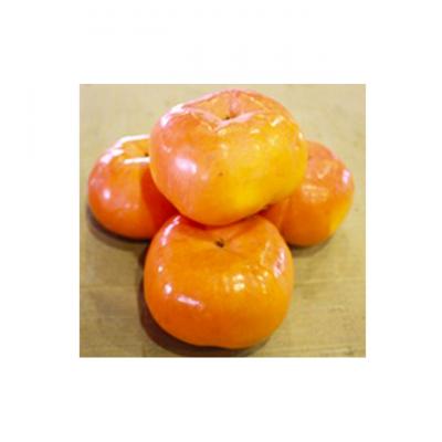 ふるさと納税 綾川町 一足早く味わえる甘柿 早秋柿(そうしゅうがき) 