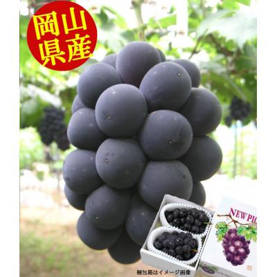 ふるさと納税 早島町 [2026年8月下旬から発送]岡山県産 ニューピオーネ(1房480g以上)2房入り(約1kg)