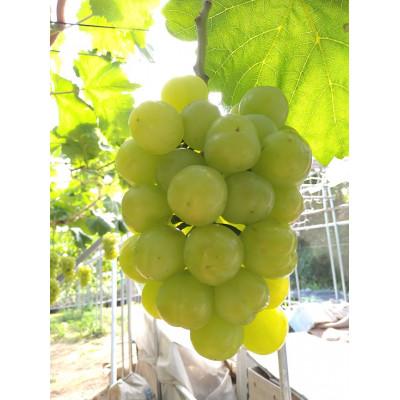 ふるさと納税 早島町 [2026年7月下旬から発送]岡山県産桃太郎ぶどう(700g以上)1房入り