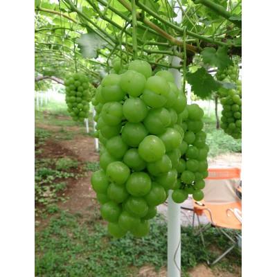 ふるさと納税 早島町 [2026年7月下旬から発送]岡山県産 桃太郎ぶどう(800g以上)1房入り