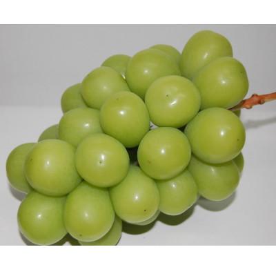 ふるさと納税 早島町 [2026年7月下旬より順次発送]フルーツ詰合せ/白桃2玉・シャインマスカット「晴王」2房