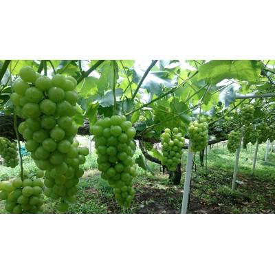 ふるさと納税 早島町 [2026年9月上旬から発送]瀬戸ジャイアンツ2房(1房480g以上)約1kg