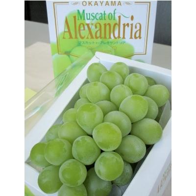 ふるさと納税 浅口市 [2026年7月以降発送]岡山県産マスカットオブアレキサンドリア1房(750g・秀品以上)化粧箱入り