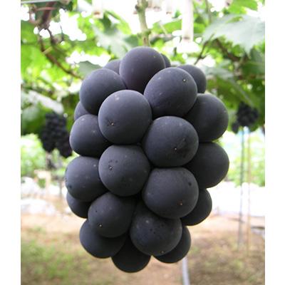 ふるさと納税 浅口市 [2026年8月下旬から発送]岡山県産 ニューピオーネ2房(1房480g以上)約1kg