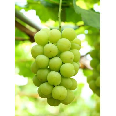 ふるさと納税 浅口市 [2026年7月下旬以降発送]岡山県産 桃太郎ぶどう2房(1房480g以上)