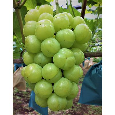 ふるさと納税 浅口市 [2026年9月から発送]岡山県産 瀬戸ジャイアンツ2房(1房480g以上)約1kg