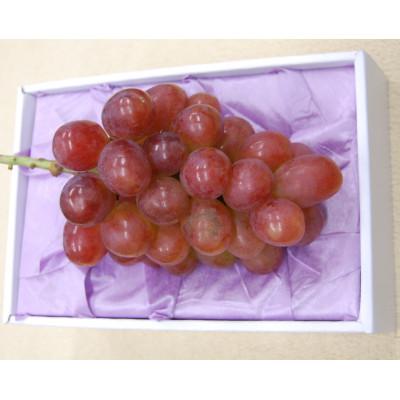 ふるさと納税 浅口市 [2026年11月より順次発送]岡山特産のぶどう紫苑1房(600g以上)