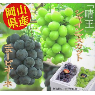 ふるさと納税 岡山市 [2026年発送]ニューピオーネ1房(480g以上) シャインマスカット1房(480g以上)詰合せ