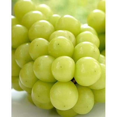 ふるさと納税 岡山市 [2026年7月下旬より順次発送]岡山県産 白桃2玉 シャインマスカット「晴王」2房詰合せ