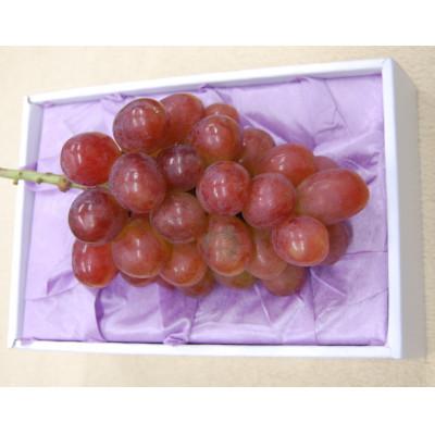 ふるさと納税 岡山市 [2026年11月上旬より順次発送]岡山特産のぶどう紫苑1房(600g以上)