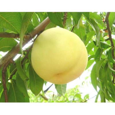 ふるさと納税 岡山市 [2026年8月より順次発送]岡山白桃晩生6玉(約1.6kg、白麗、白皇、恵白等)