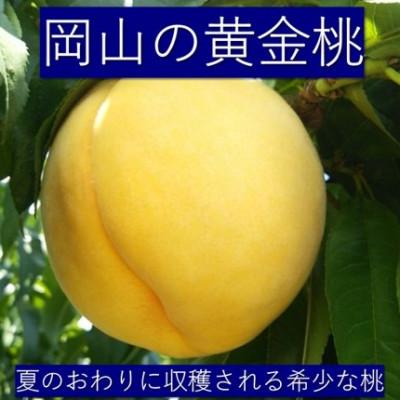 ふるさと納税 岡山市 [2026年8月下旬より順次発送]岡山黄金桃6玉(1.6kg)