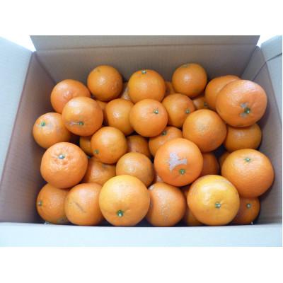 ふるさと納税 屋久島町 [2025年3月より順次発送]屋久島たんかん自家用(約4.5kg)