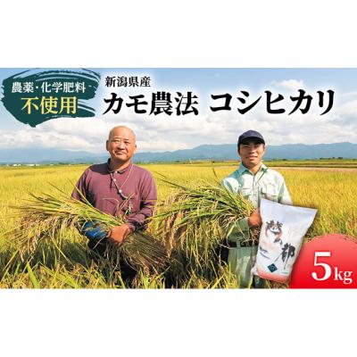 ふるさと納税 新潟市 カモ農法コシヒカリ5kg 米 精米 白米 コシヒカリ 5kg 