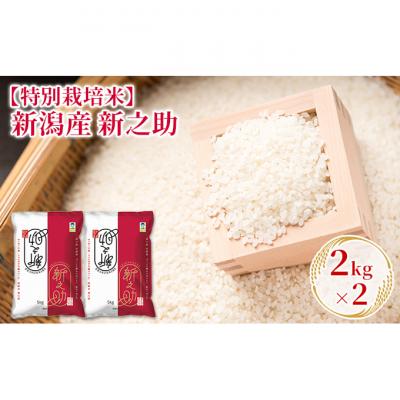 ふるさと納税 新潟市 令和7年産[特別栽培米]新潟産新之助 2kg×2 