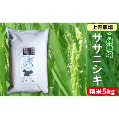 ふるさと納税 新潟市 新潟産ササニシキ精米 5kg 