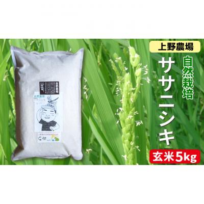 ふるさと納税 新潟市 新潟産ササニシキ玄米 5kg 