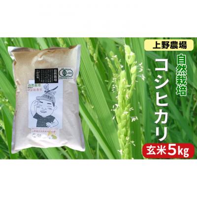 ふるさと納税 新潟市 上野農場 コシヒカリ 玄米5kg