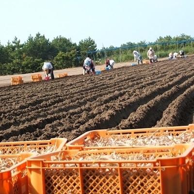 ふるさと納税 南九州市 スライスらっきょう8袋セット |  | 03