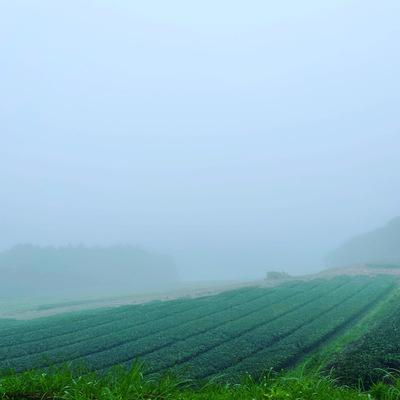 ふるさと納税 南九州市 小堀製茶の煎茶『翠-SUI・鸚-OU・蒼-SOU』セット |  | 02