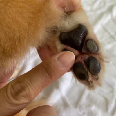 ふるさと納税 与那原町 御上さん獣お医者さんが犬と所有主の目的に作ったナチュラルマルチバーム for Dog 3個(1個15ml)