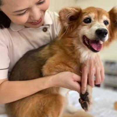 ふるさと納税 与那原町 御上さん獣お医者さんが犬と所有主の目的に作ったナチュラルマルチバーム for Dog 3個(1個15ml)