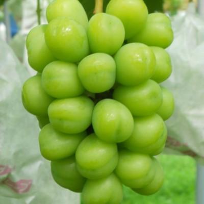 ふるさと納税 岡崎市 生産者直送! シャインマスカット 約1.6kg