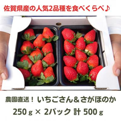 ふるさと納税 江北町 [R9年1月〜順次発送]佐賀県産苺の食べくらべ♪いちごさん&amp;さがほのか[250g×2p 計500g]