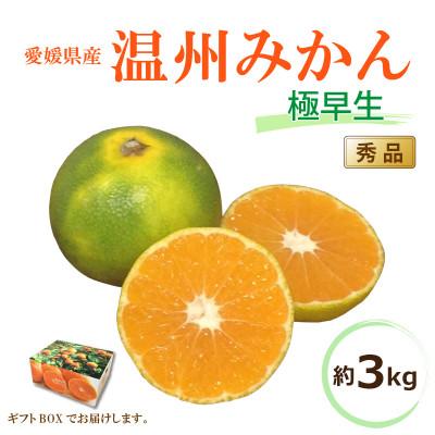 ふるさと納税 松山市 [2026年10月中旬から発送予定]温州みかん 「極早生」[秀品]約3kg[ ギフトBOX 入り ]