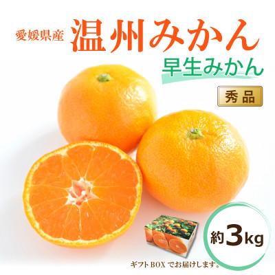 ふるさと納税 松山市 [2026年11月中旬から発送予定]温州みかん 「早生」[秀品]約3kg[ ギフトBOX 入り ]